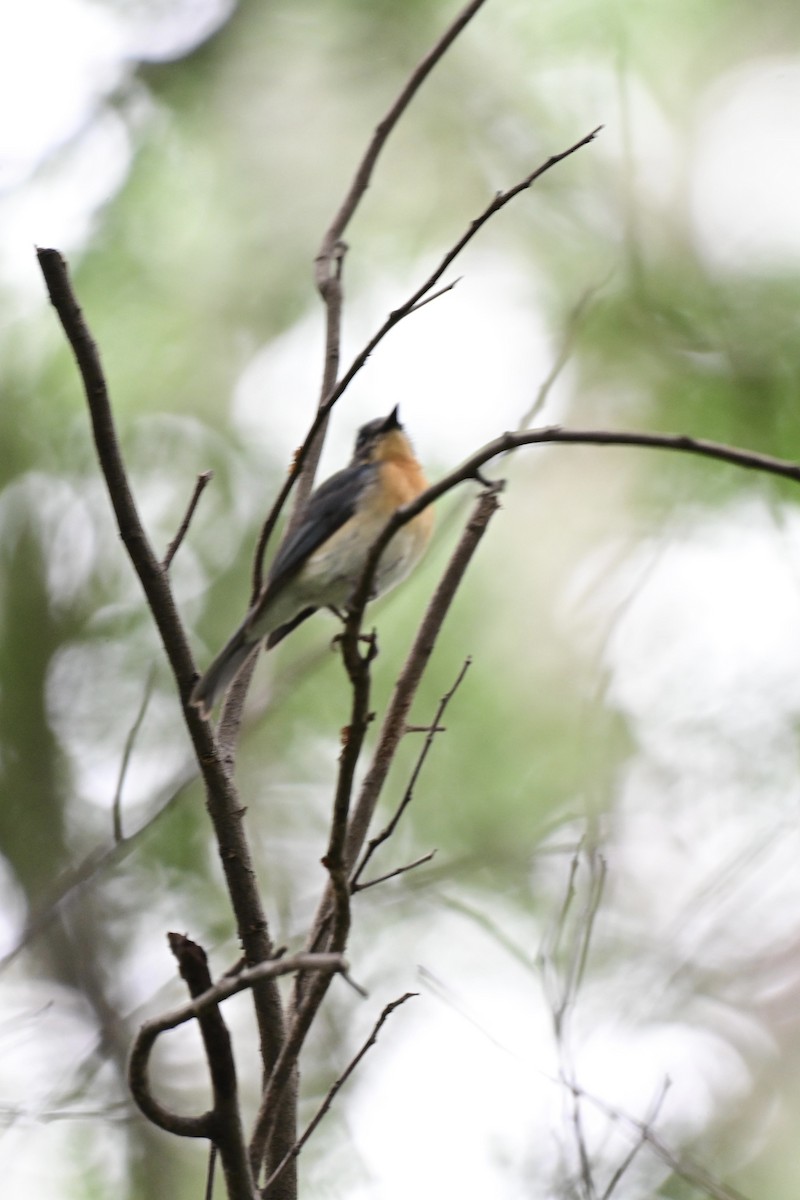 Tickell's Blue Flycatcher - ML621907076