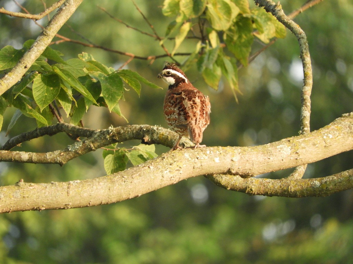 Northern Bobwhite - ML621907089