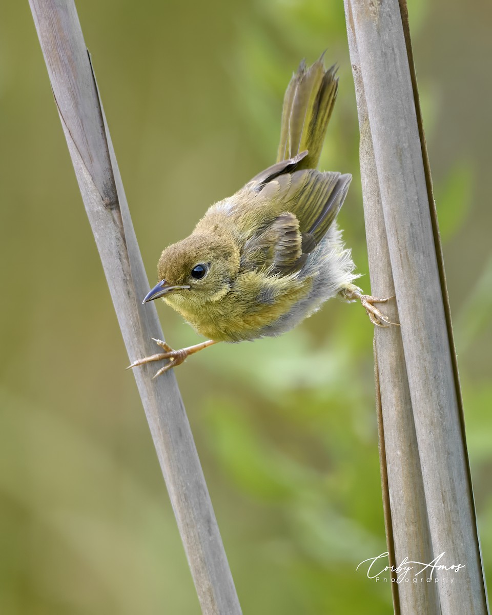 Common Yellowthroat - Corby Amos