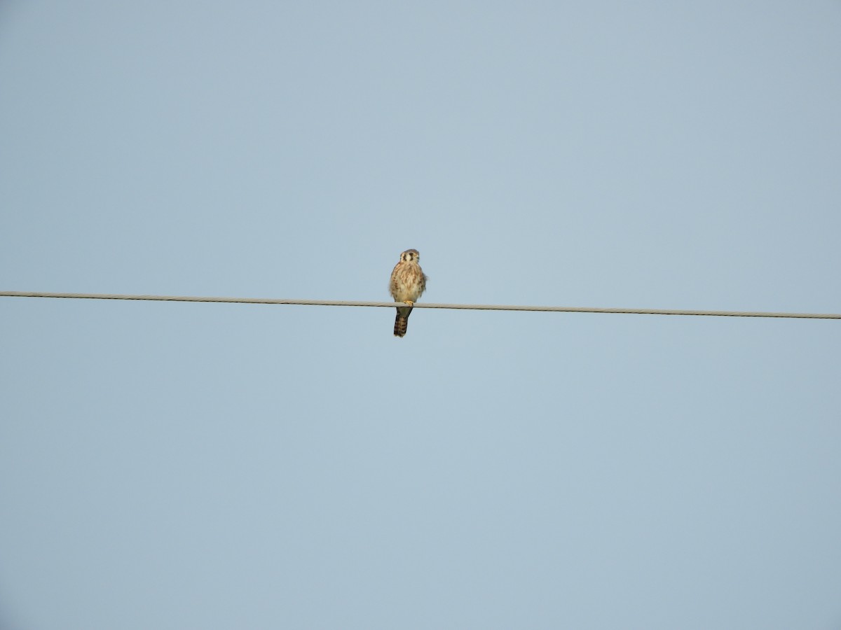 American Kestrel - ML621907108