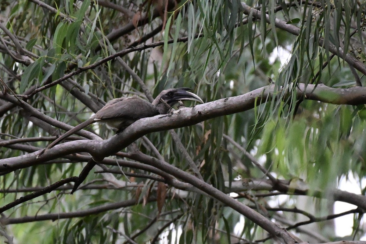 Indian Gray Hornbill - ML621907115