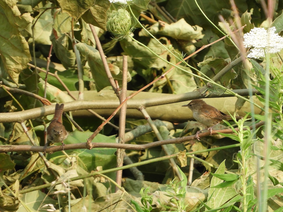 House Wren - ML621907126