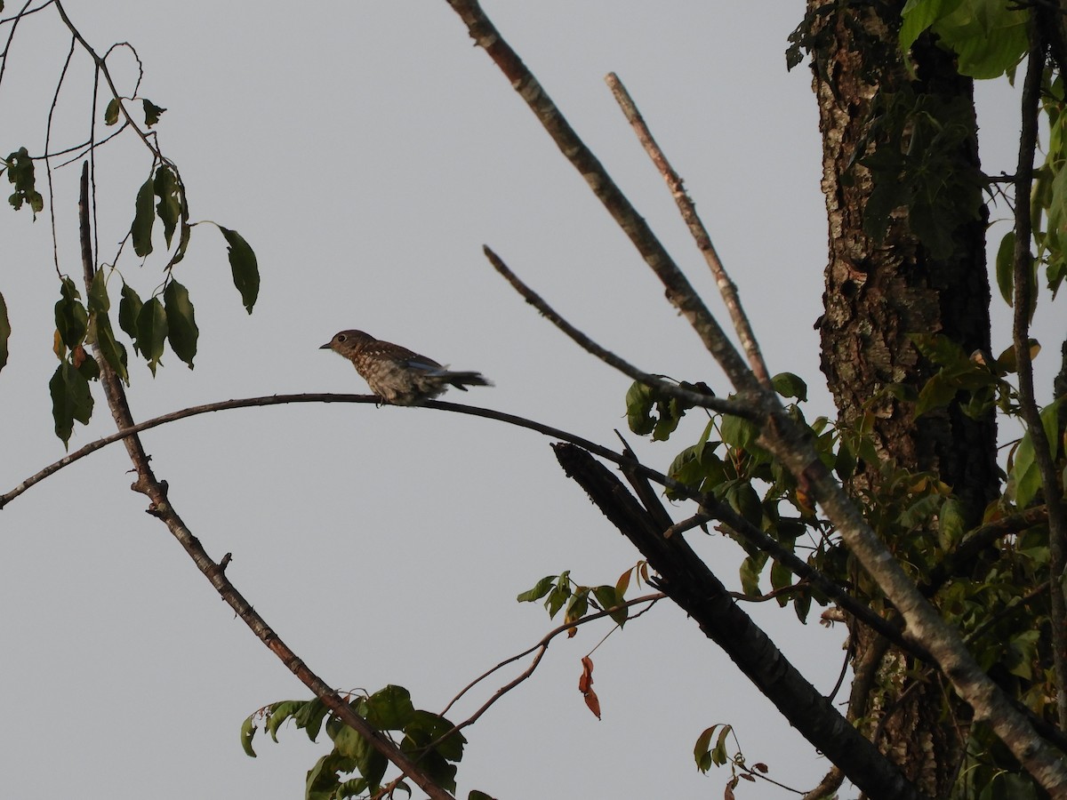 Eastern Bluebird - ML621907137