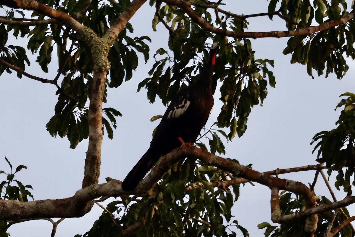 Red-throated Piping-Guan - ML621907148