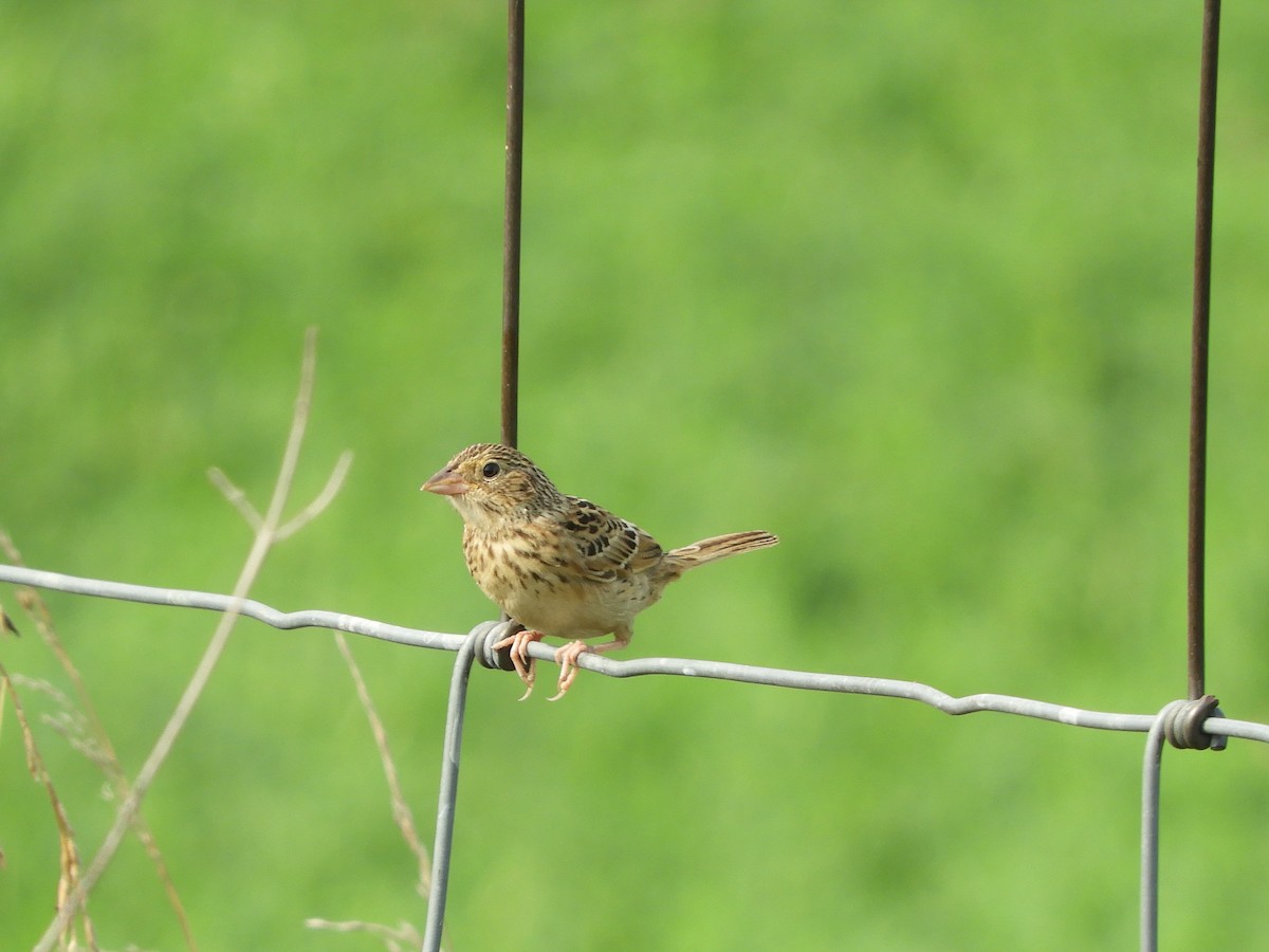 Grasshopper Sparrow - ML621907162