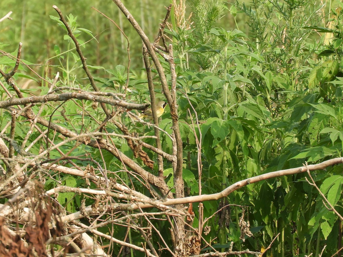 Common Yellowthroat - ML621907179