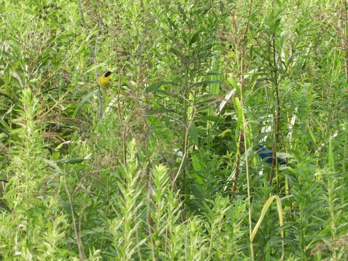 Common Yellowthroat - ML621907188