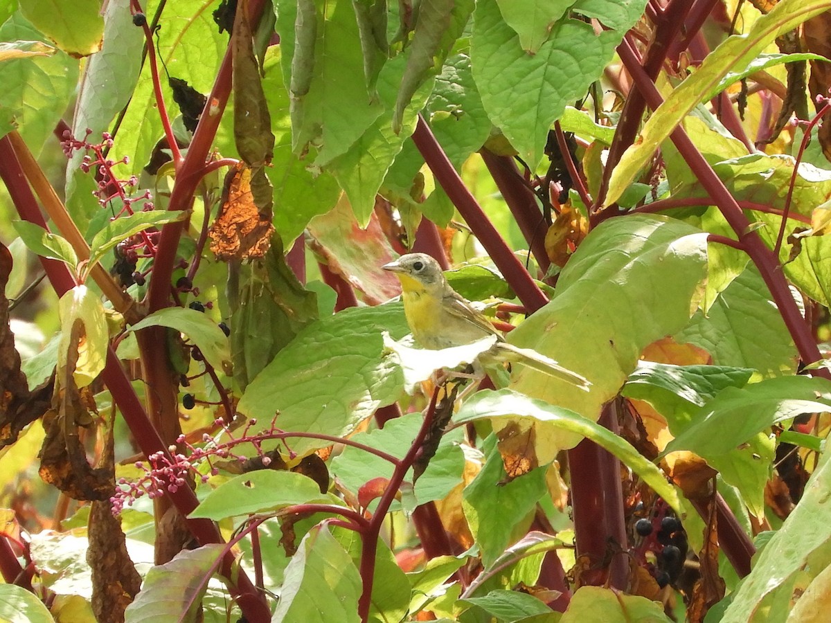 Common Yellowthroat - ML621907199