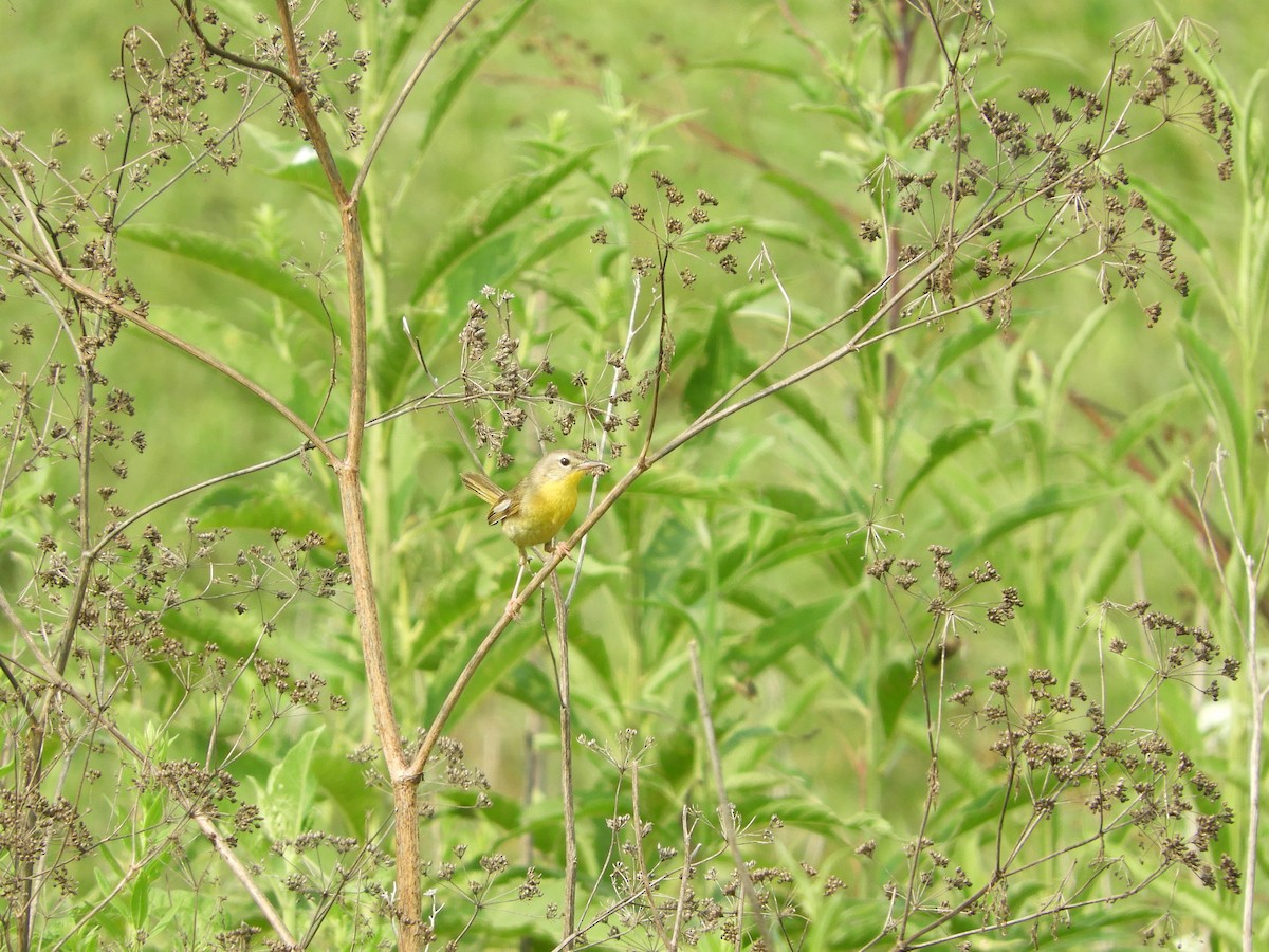 Common Yellowthroat - ML621907200