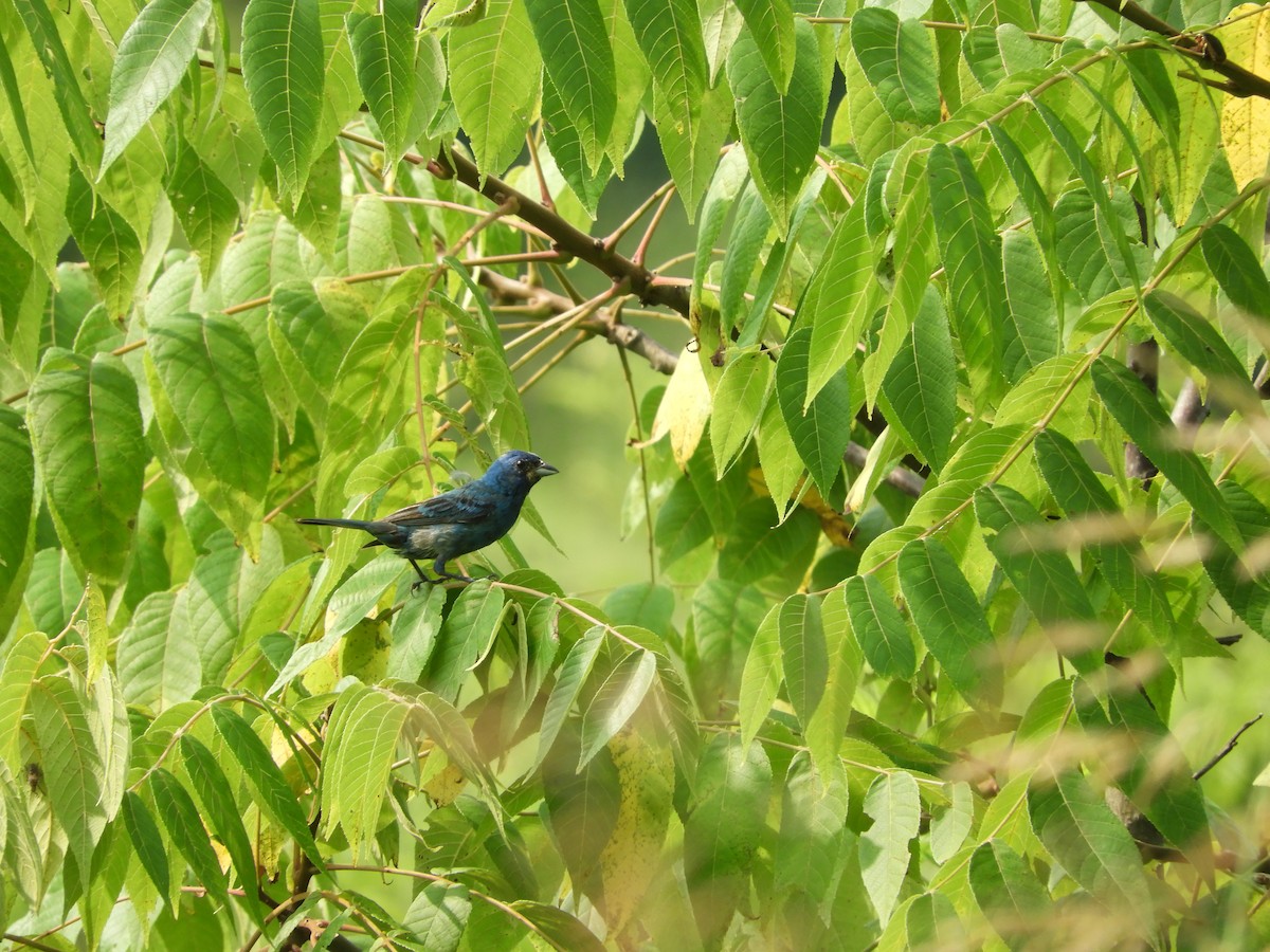 Indigo Bunting - ML621907205