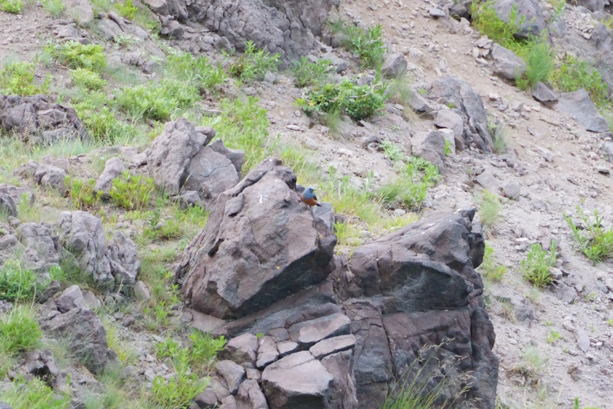 Blue Rock-Thrush - ML621907258