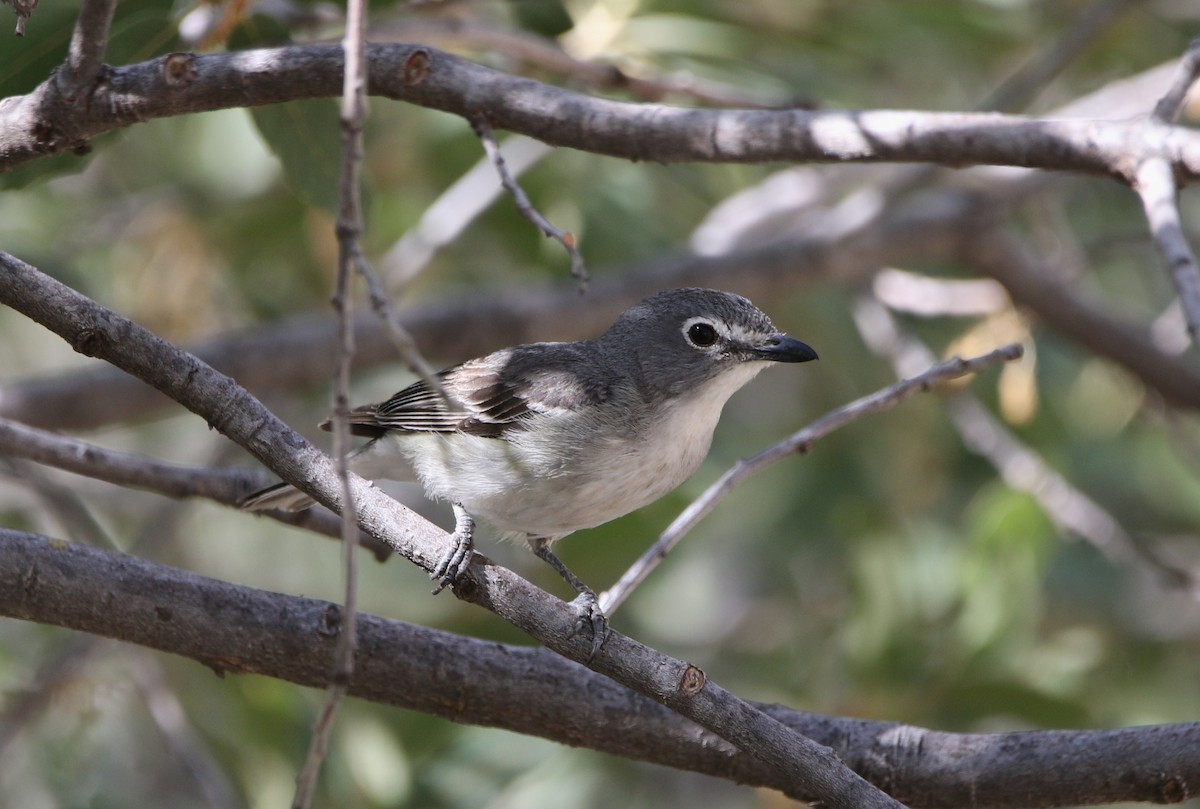 Plumbeous Vireo - ML621907394