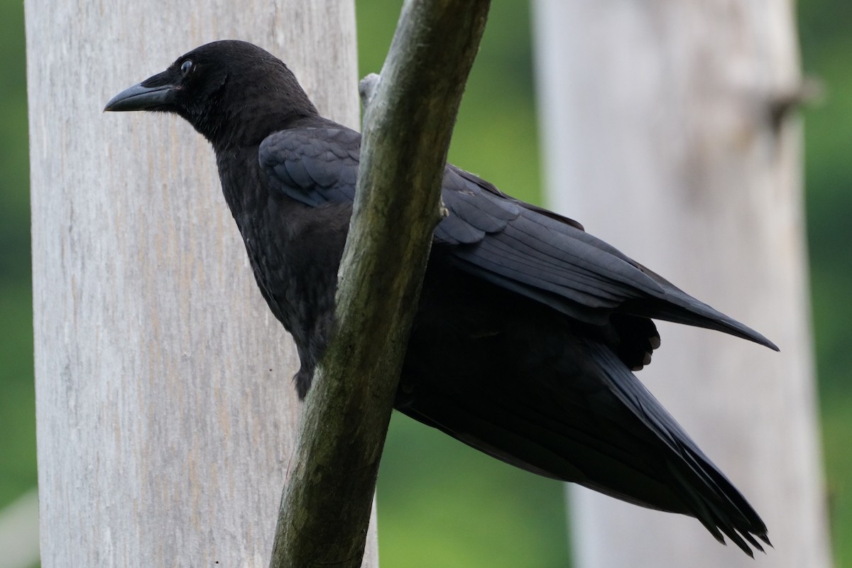 Carrion Crow - Doug McEachern