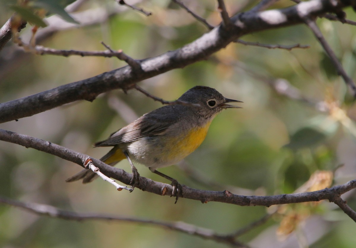 Virginia's Warbler - ML621907399