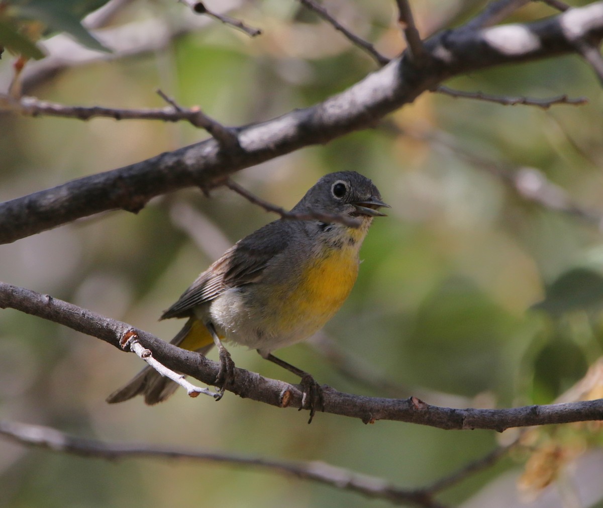 Virginia's Warbler - ML621907400