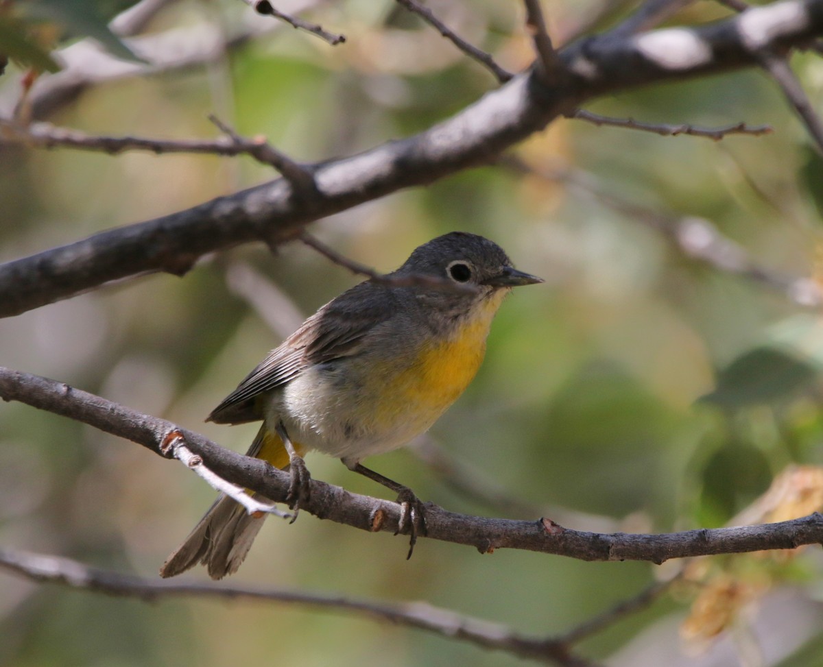 Virginia's Warbler - Ann Vaughan