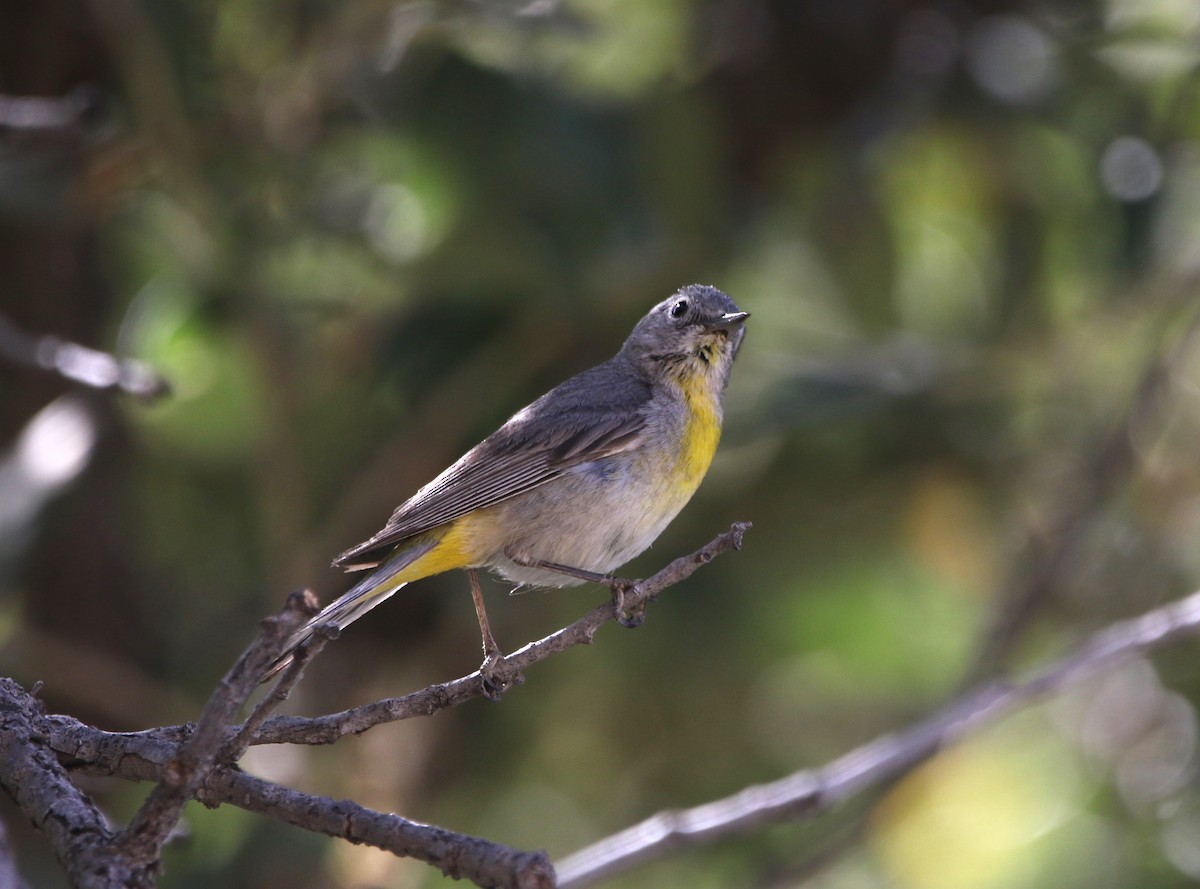 Virginia's Warbler - ML621907403