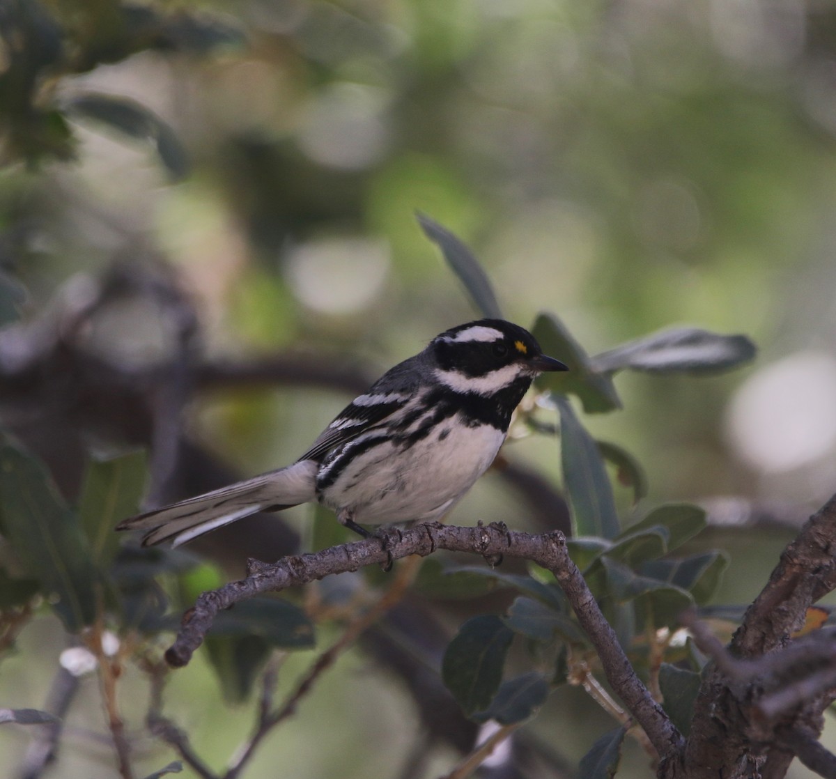 Black-throated Gray Warbler - ML621907404