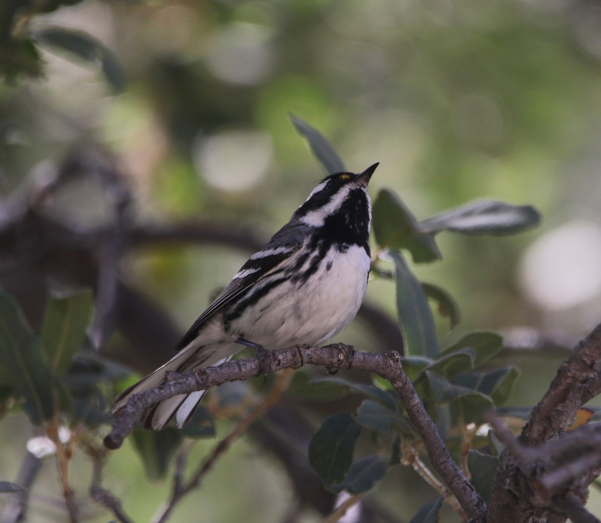 Black-throated Gray Warbler - ML621907406