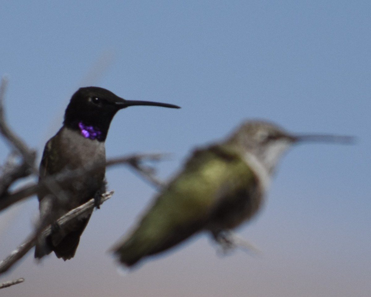 Black-chinned Hummingbird - ML621907423