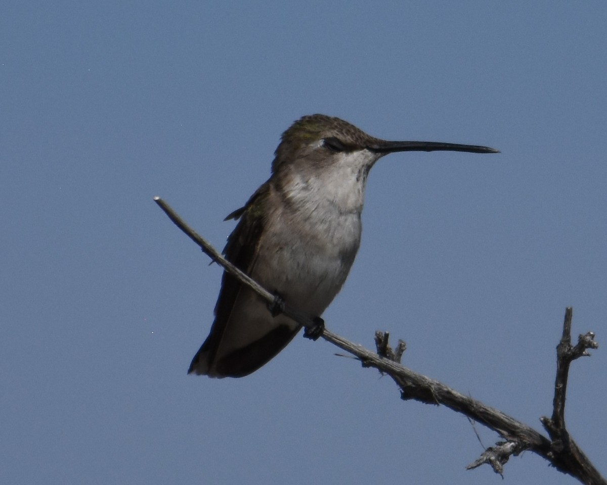 Black-chinned Hummingbird - ML621907429