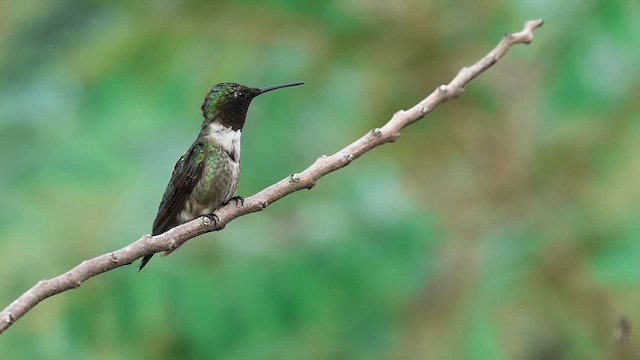 Ruby-throated Hummingbird - ML621907457