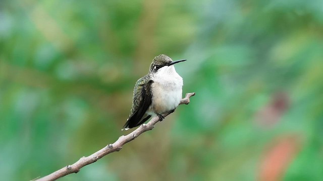 Ruby-throated Hummingbird - ML621907458