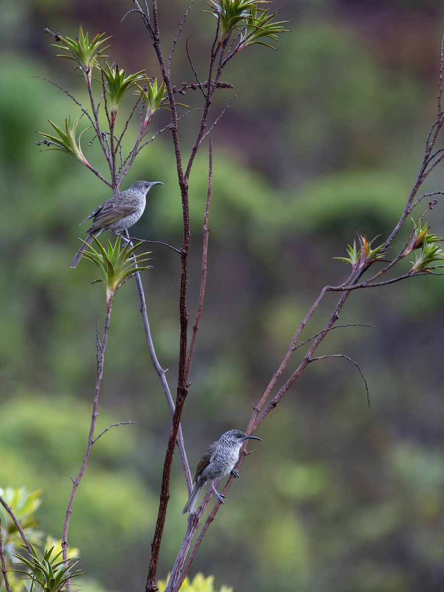 Barred Honeyeater - ML621907499