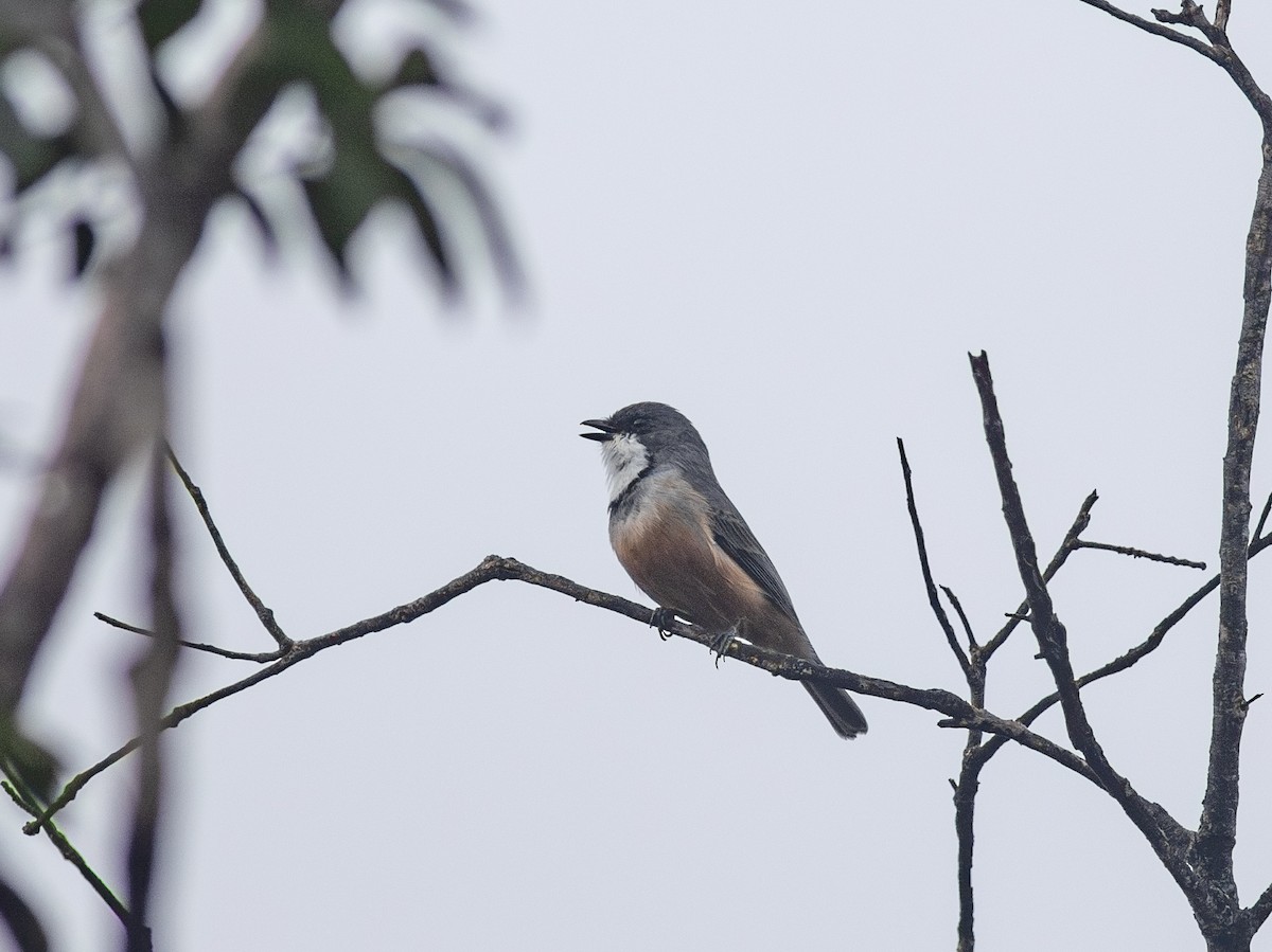 Rufous Whistler - ML621907540