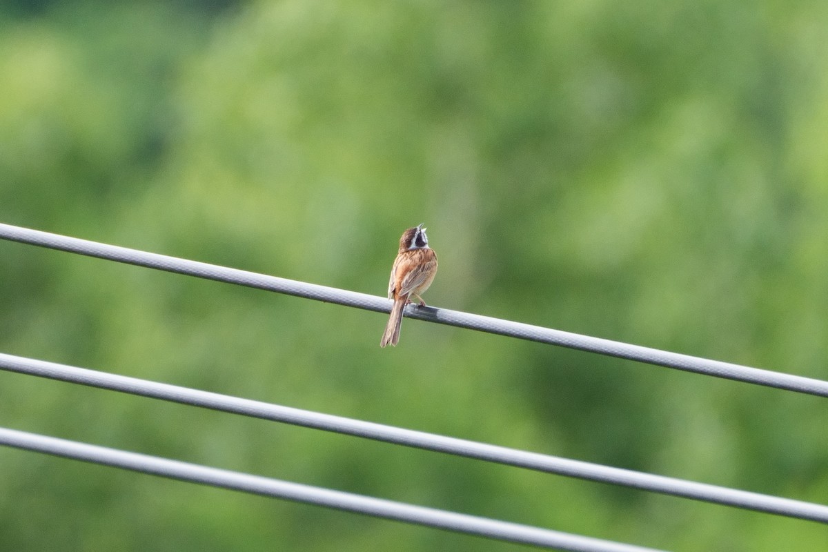 Meadow Bunting - ML621907542