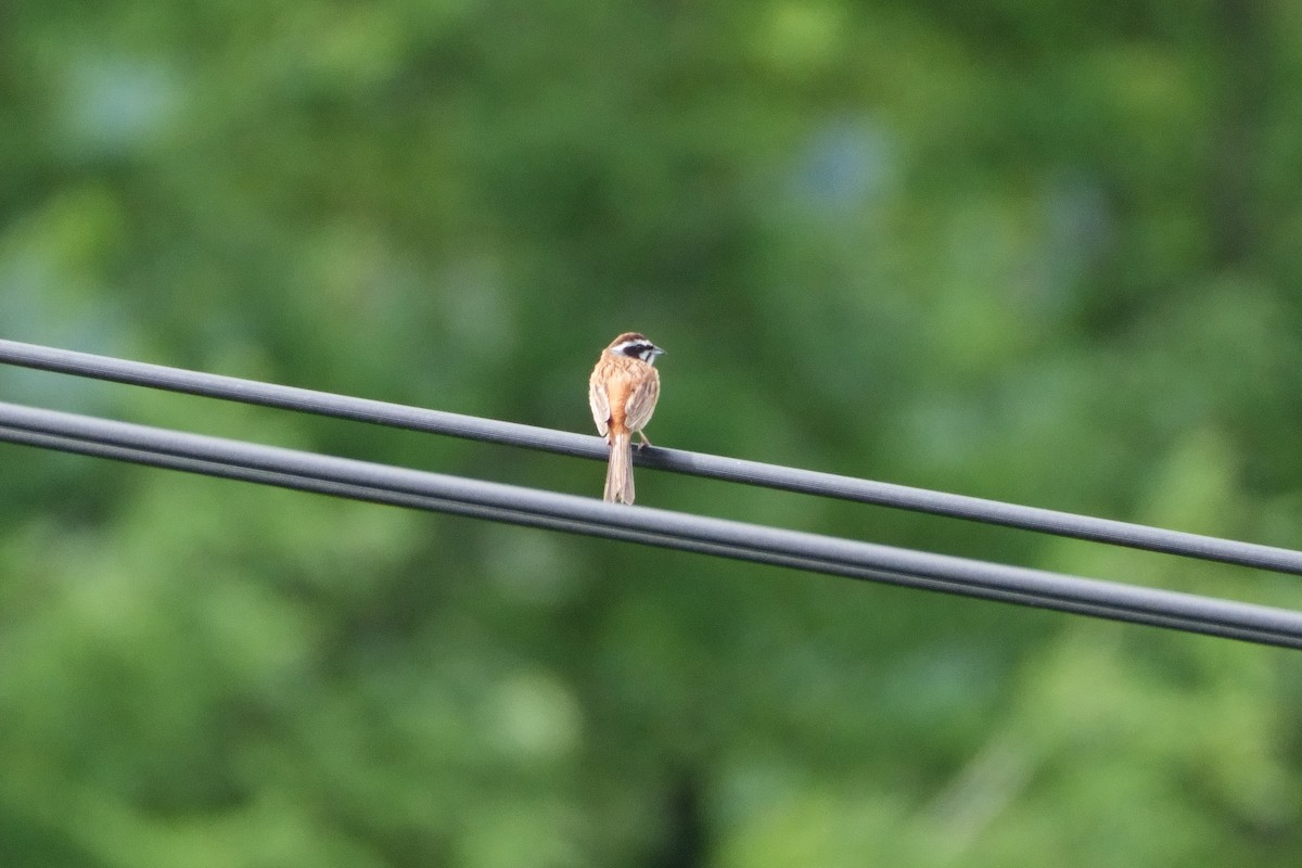 Meadow Bunting - ML621907543