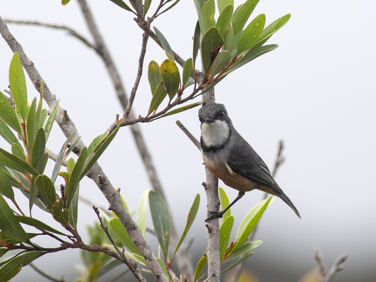 Rufous Whistler - ML621907547