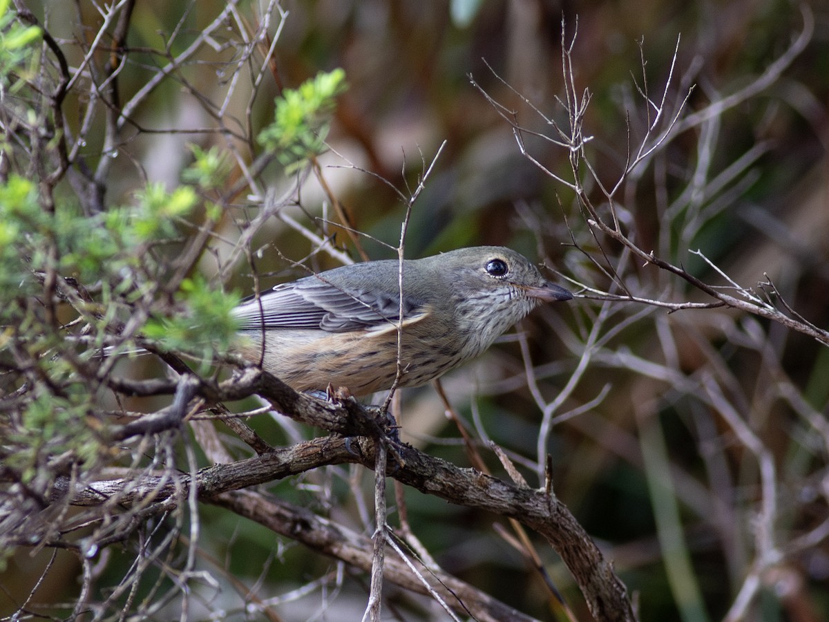 Rufous Whistler - ML621907548