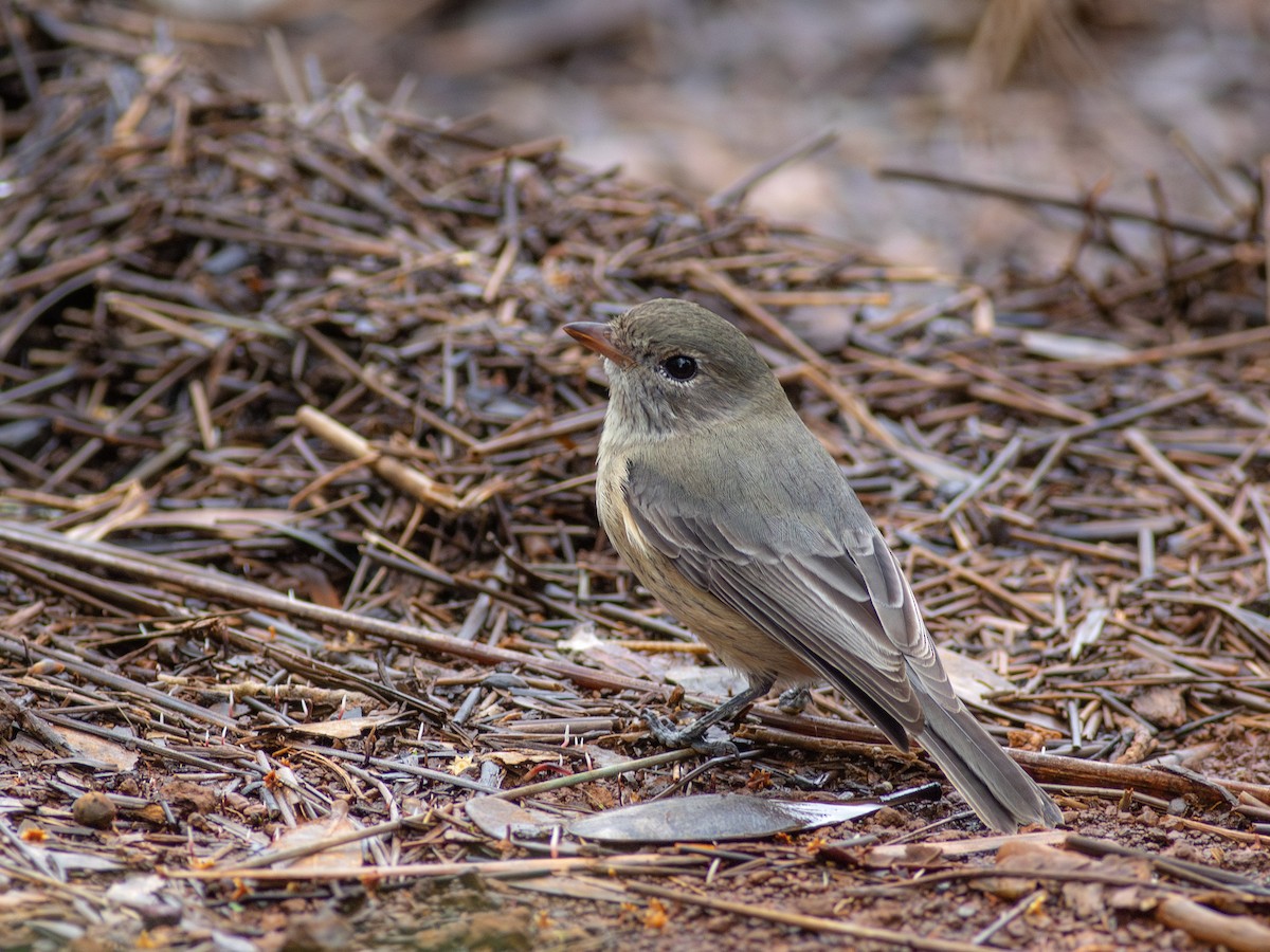 Rufous Whistler - ML621907558