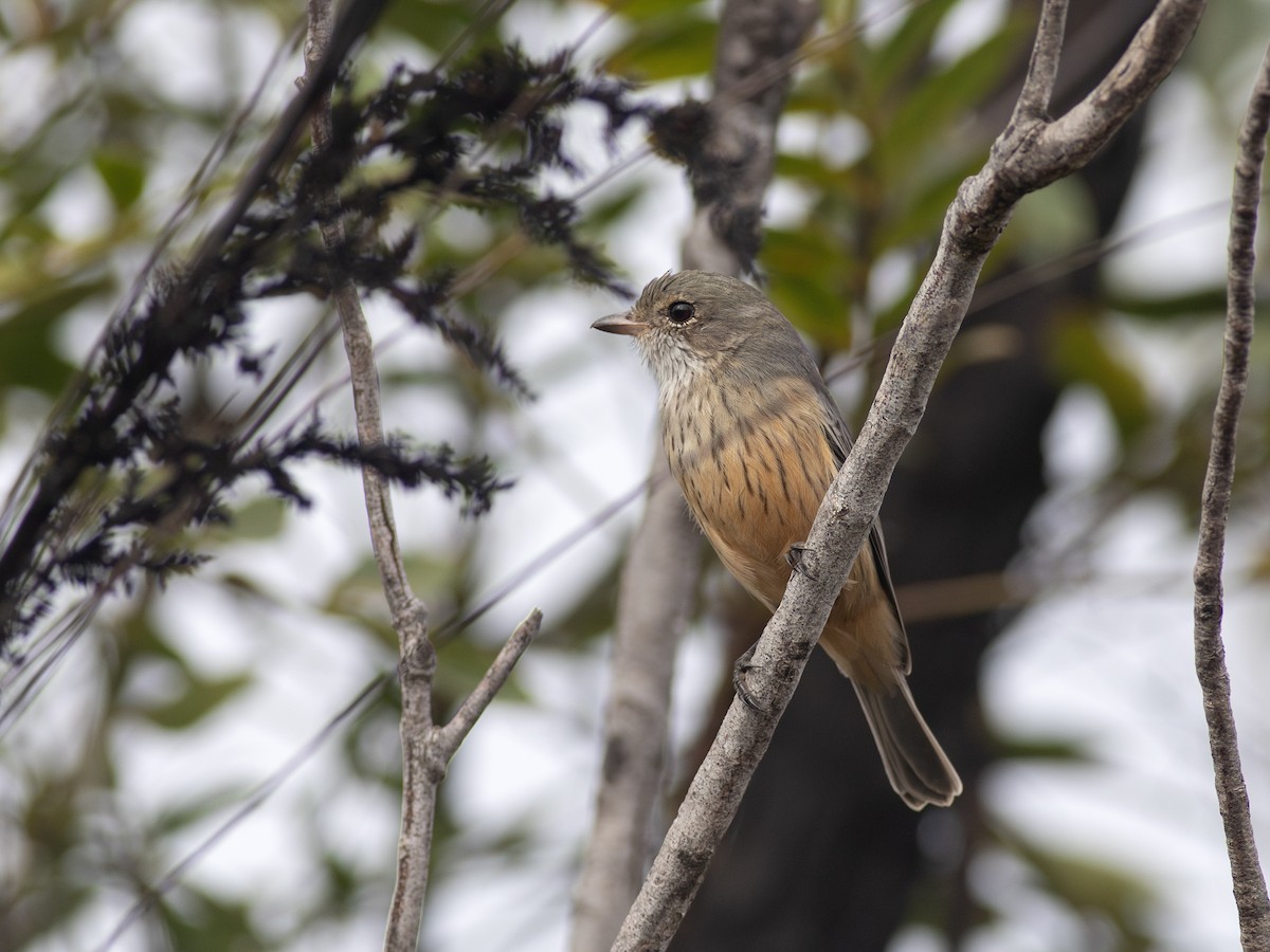 Rufous Whistler - ML621907559