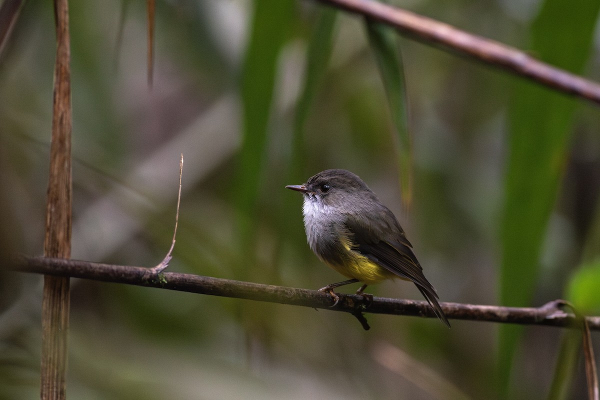 Yellow-bellied Flyrobin - ML621907568