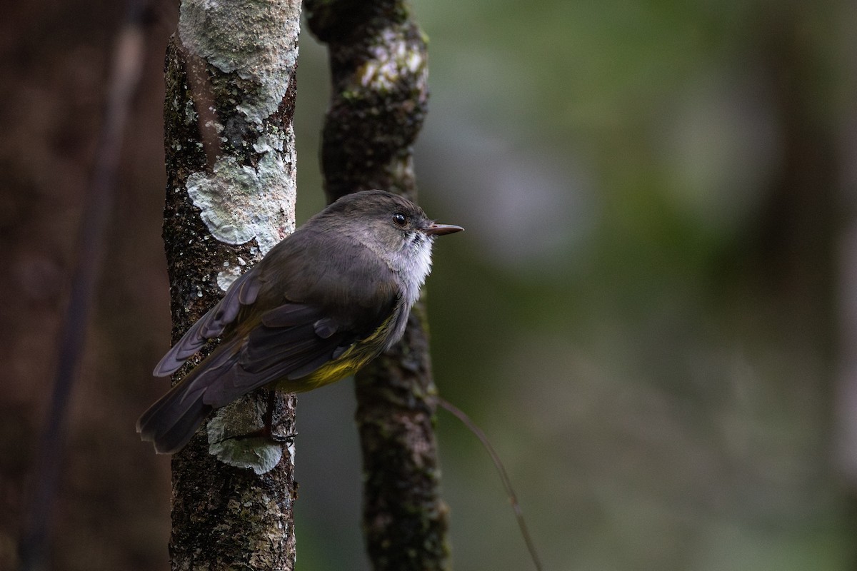 Yellow-bellied Flyrobin - ML621907569