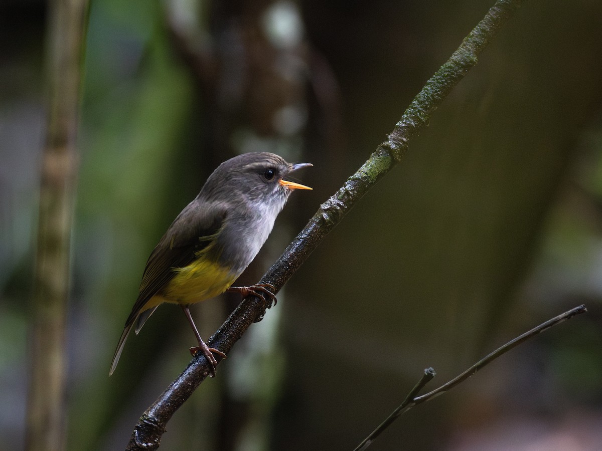 Yellow-bellied Flyrobin - ML621907570