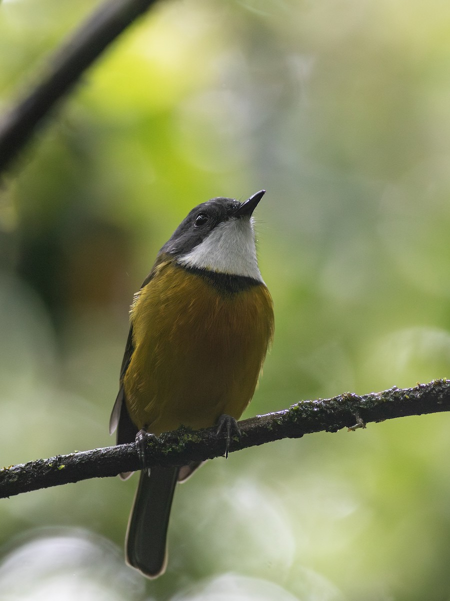 New Caledonian Whistler - ML621907610