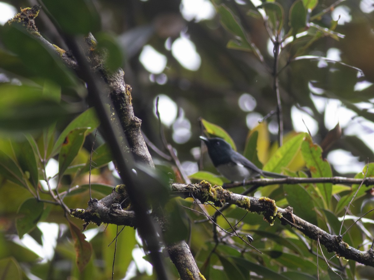 Melanesian Flycatcher - ML621907620