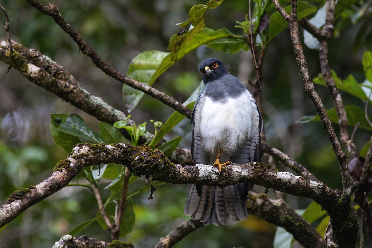 New Caledonian Goshawk - ML621907640