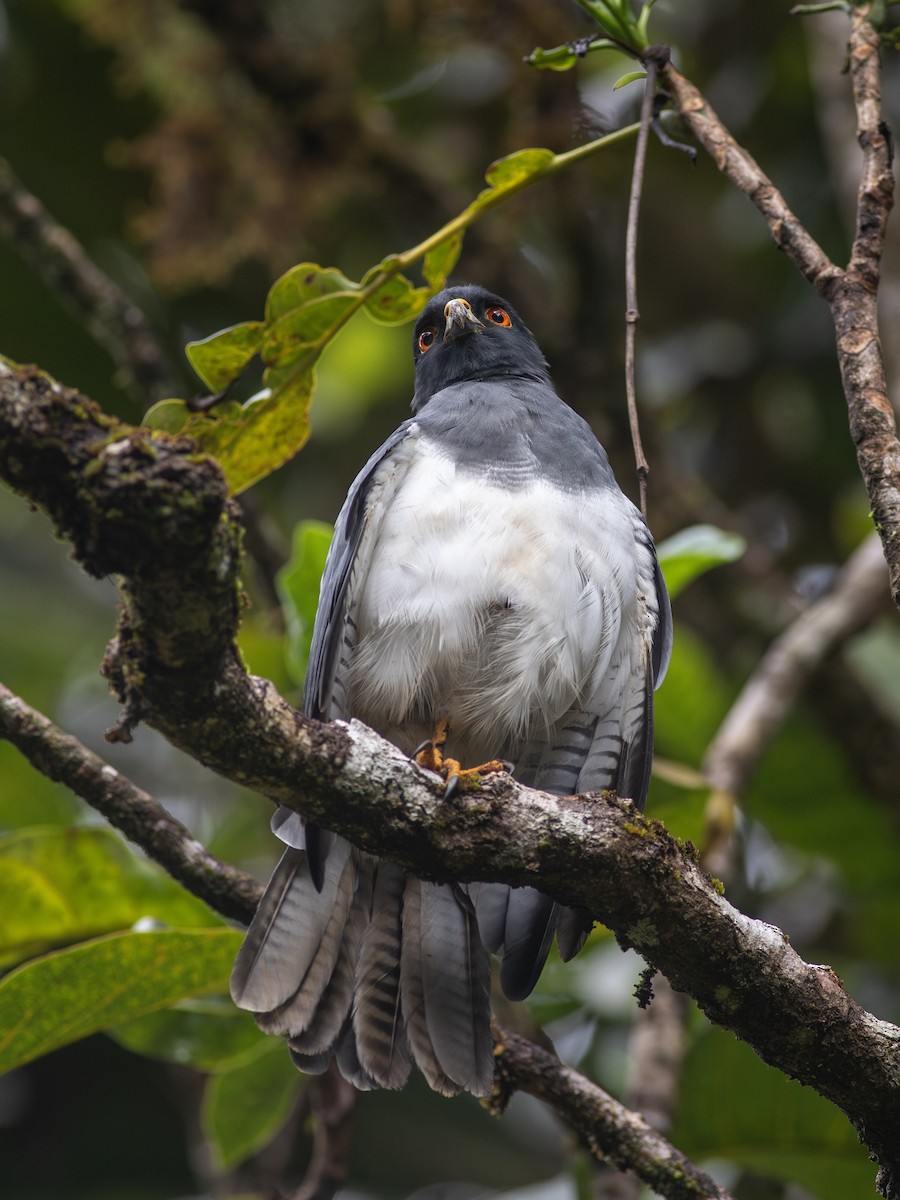 New Caledonian Goshawk - Zsombor Károlyi