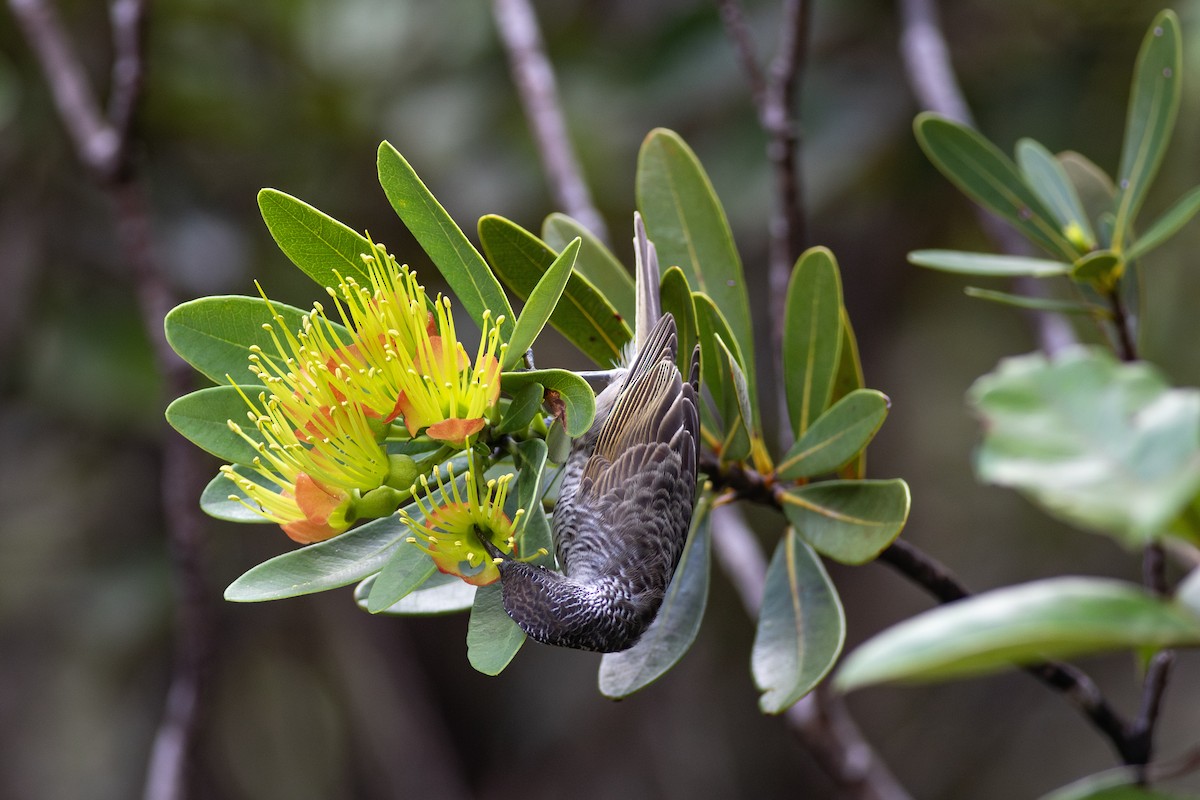 Barred Honeyeater - ML621907649