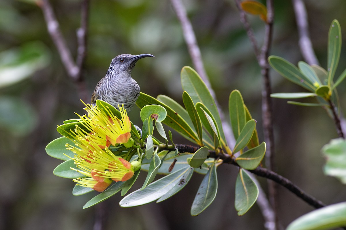 Barred Honeyeater - ML621907650