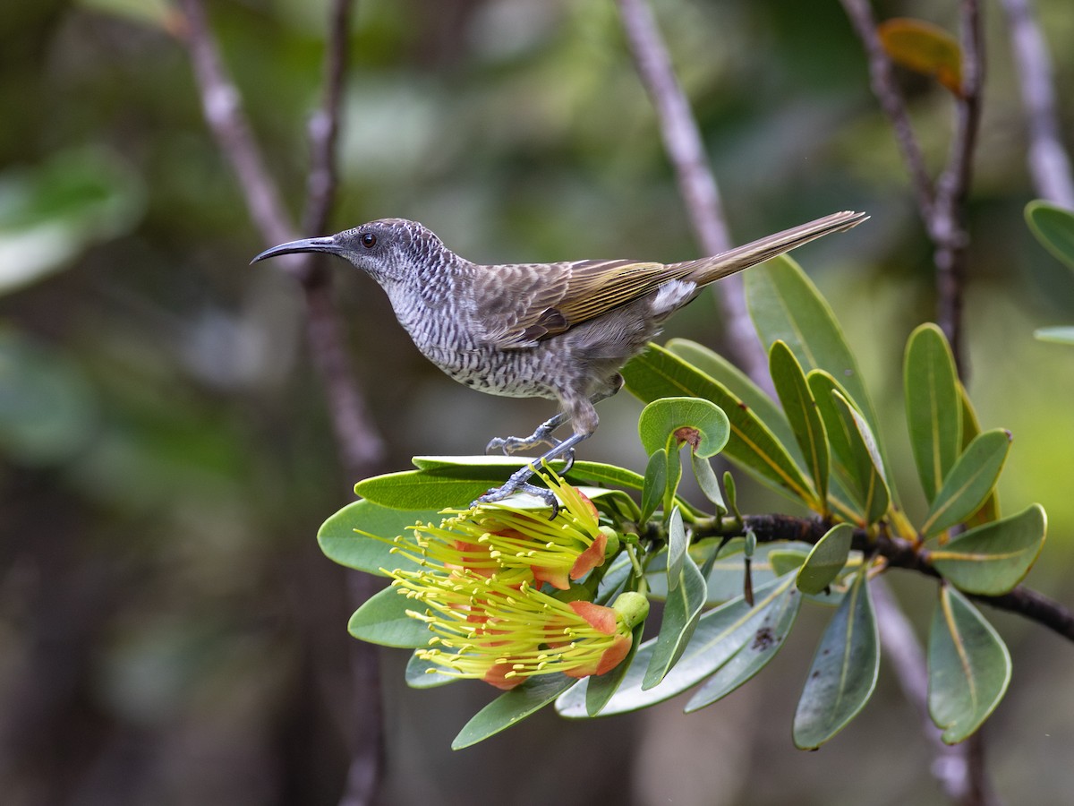 Barred Honeyeater - ML621907652