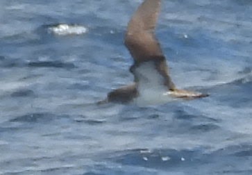 Cory's Shearwater - ML621907680