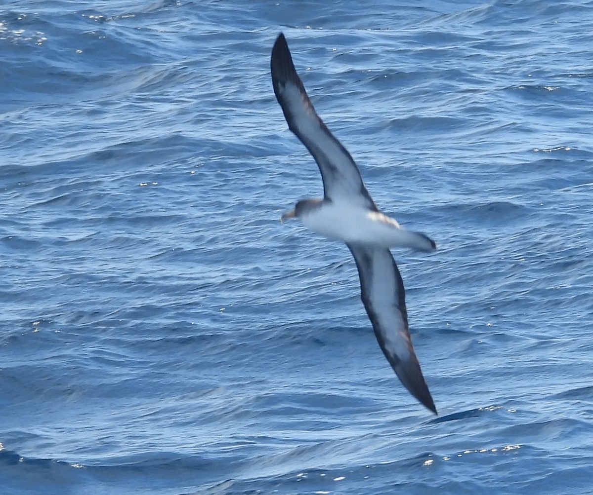 Cory's Shearwater - ML621907681