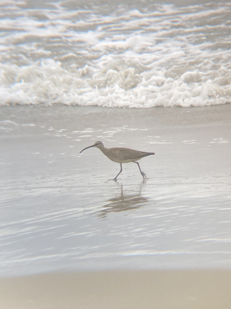 Whimbrel - ML621907724