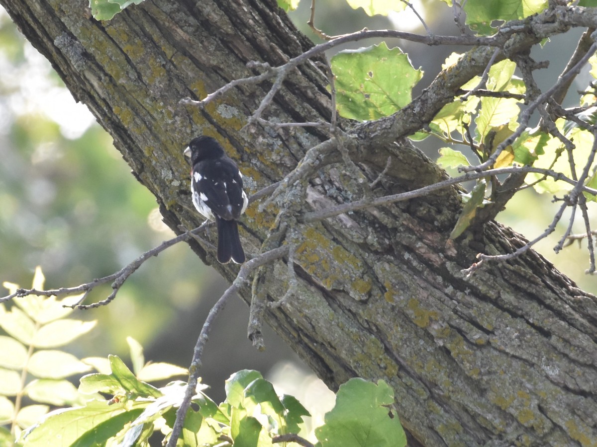 Rose-breasted Grosbeak - ML621907763