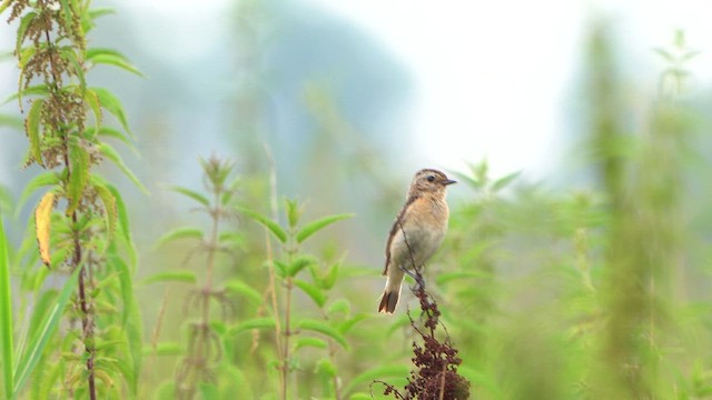 Whinchat - ML621907861